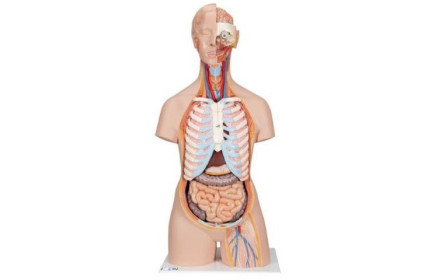 klasyczny model tułowia człowieka unisex z odkrytymi plecami, 21 części - 3b smart anatomy - 1000192 [b17] 3b scientific modele anatomiczne 2